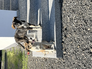 Donez doi catei mascul si femela - imagine 2