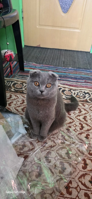 pisică scottish Fold  - imagine 2