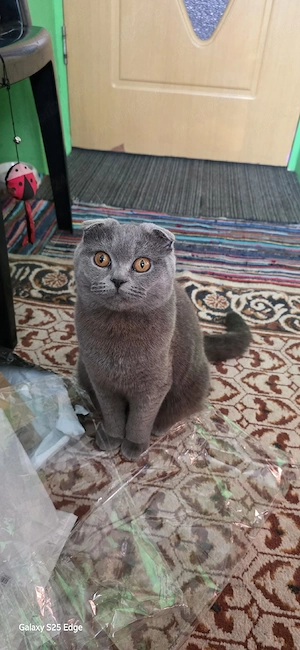 pisică scottish Fold 