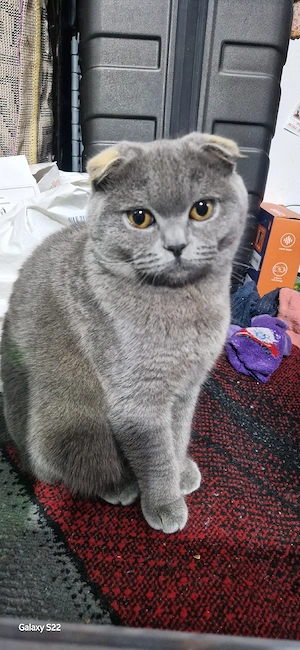 pisică scottish Fold  - imagine 3