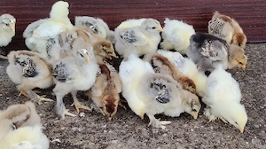 Pui brahma de 2 săptămâni  - imagine 3