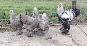 Pui brahma de 2 săptămâni  - imagine 2