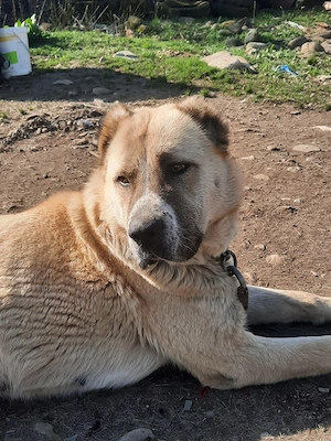 femela asia centrala de vz