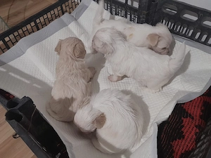 bishon miny toy - imagine 2