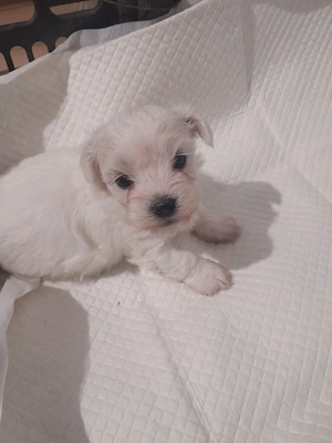 bishon miny toy - imagine 3