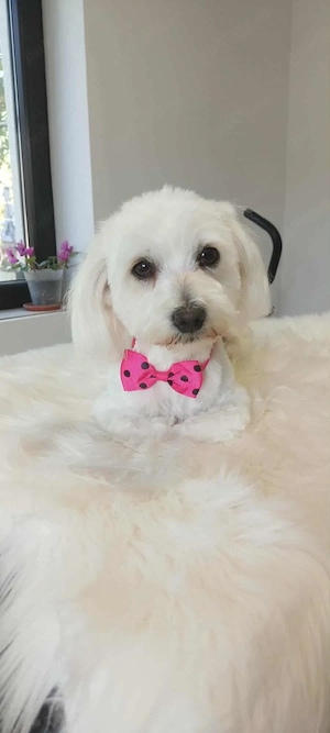 bishon miny toy - imagine 4