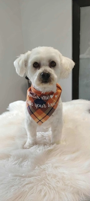 bishon miny toy - imagine 5