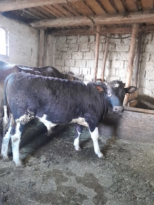 Vand tauras frumos - imagine 3