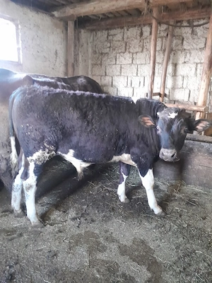 Vand tauras frumos - imagine 5