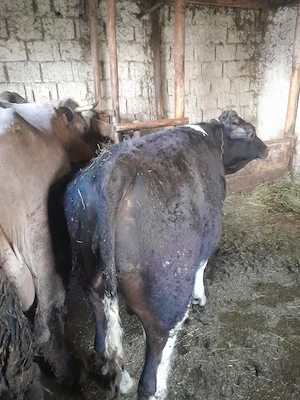 Vand tauras frumos - imagine 4