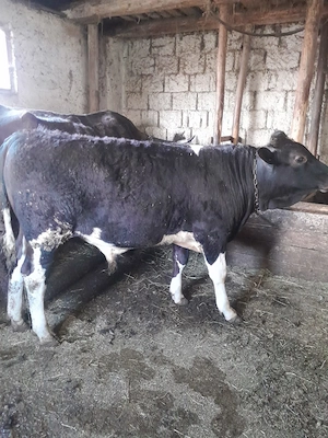 Vand tauras frumos - imagine 2