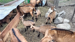 Iezi de rasă Alpină Franceză. - imagine 4