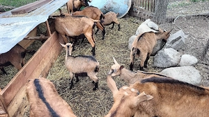 Iezi de rasă Alpină Franceză. - imagine 5