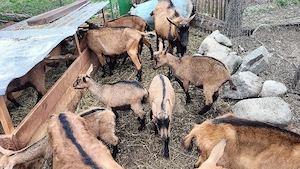 Iezi de rasă Alpină Franceză. - imagine 3