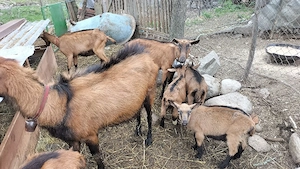 Iezi de rasă Alpină Franceză. - imagine 2