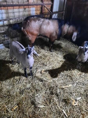 2 tapisori anglo nubian