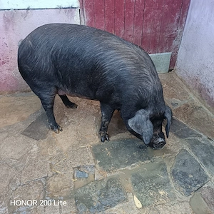 animale ptr sacrificat