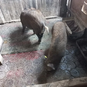 Scroafa si vier mistretii - imagine 2