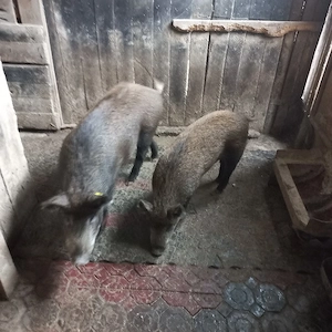 Scroafa si vier mistretii - imagine 4