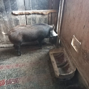 Scroafa si vier mistretii - imagine 3