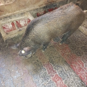 Scroafa si vier mistretii - imagine 5