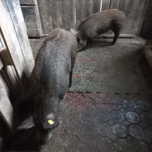 Scroafa si vier mistretii