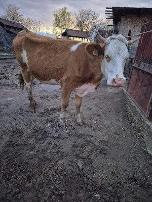 Vand juninca gestanta in 8 luni - imagine 2