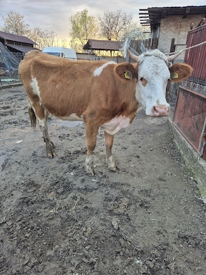 Vand juninca gestanta in 8 luni - imagine 3