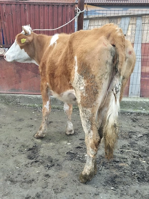 Vand juninca gestanta in 8 luni - imagine 4