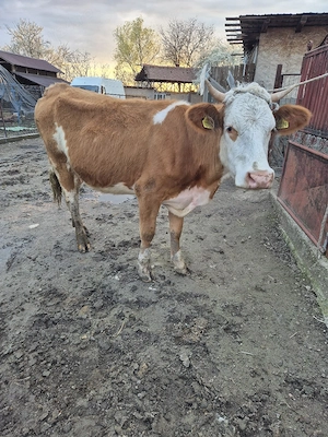 Vand juninca gestanta in 8 luni - imagine 5