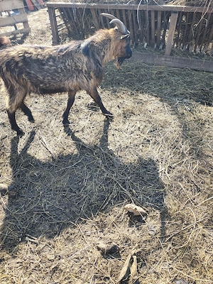 Vând țap pentru mai multe detalii sunați 