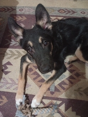 Câine ciobănesc german