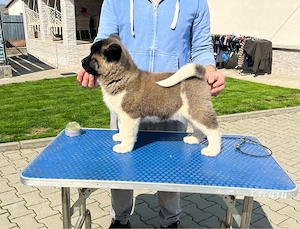 Catei Akita American