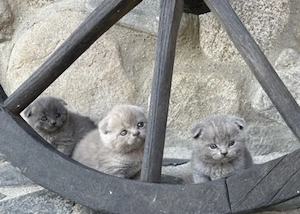 Pisoiași scottish fold și british sorthair își caută familii iubitoare - imagine 2