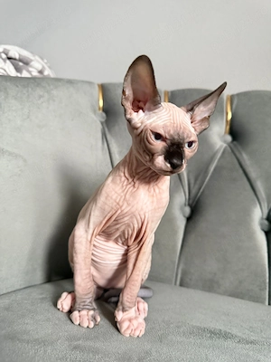 Pisica Sphynx sfinx mascul 