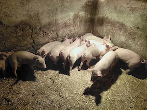 Vand purceii  - imagine 2