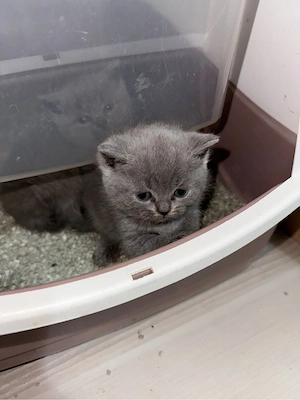 BSH Va astept in privat ! Timiș - imagine 2