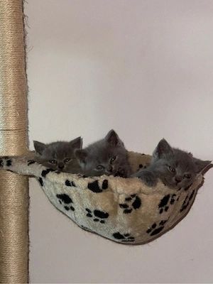 BSH Va astept in privat ! Timiș - imagine 3