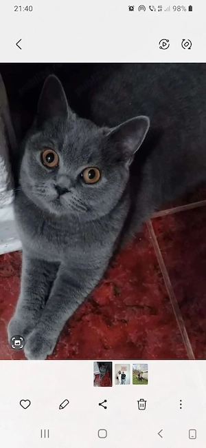 Motan British Shorthair blue