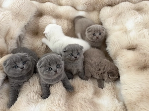 Pisici de rasă scotish fold  - imagine 2