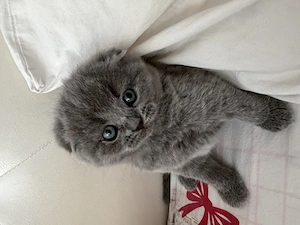 Pisici de rasă scotish fold  - imagine 3