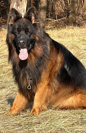 Ciobanesc German  Par Lung Mascul - imagine 3