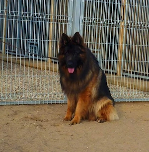 Ciobanesc German  Par Lung Mascul