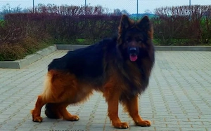 Ciobanesc German  Par Lung Mascul - imagine 2