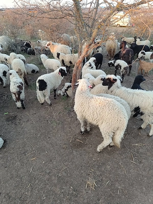 Miei de vanzare dolj Mofleni