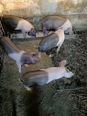 Vând purcei bazna - imagine 3