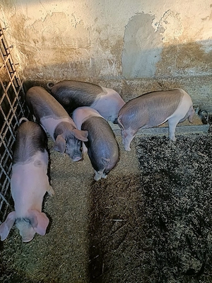 Vând purcei bazna - imagine 5