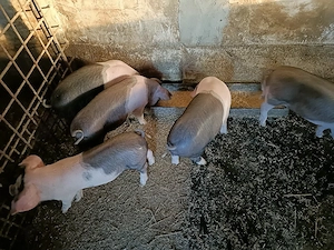 Vând purcei bazna - imagine 2