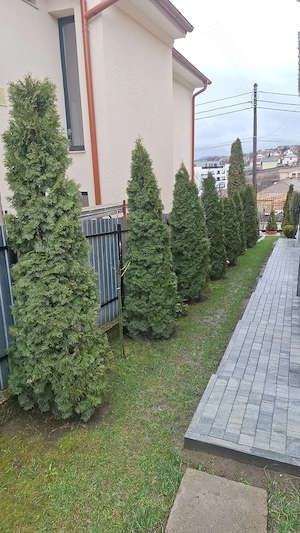 Vând Tuia mari (2.5m) verzi si sănătoși.