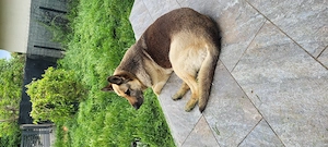 Donez câine  - imagine 2